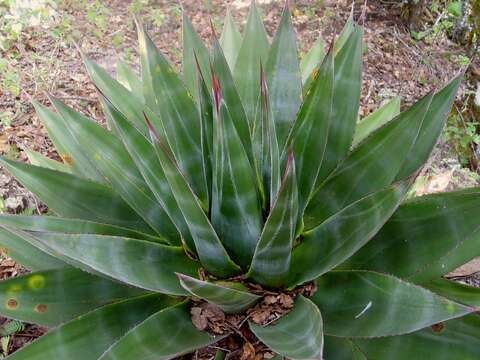 Image of Agave doctorensis L. Hern. & Magallán