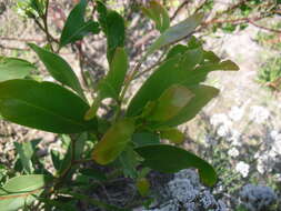 Sivun Acacia pycnantha Benth. kuva