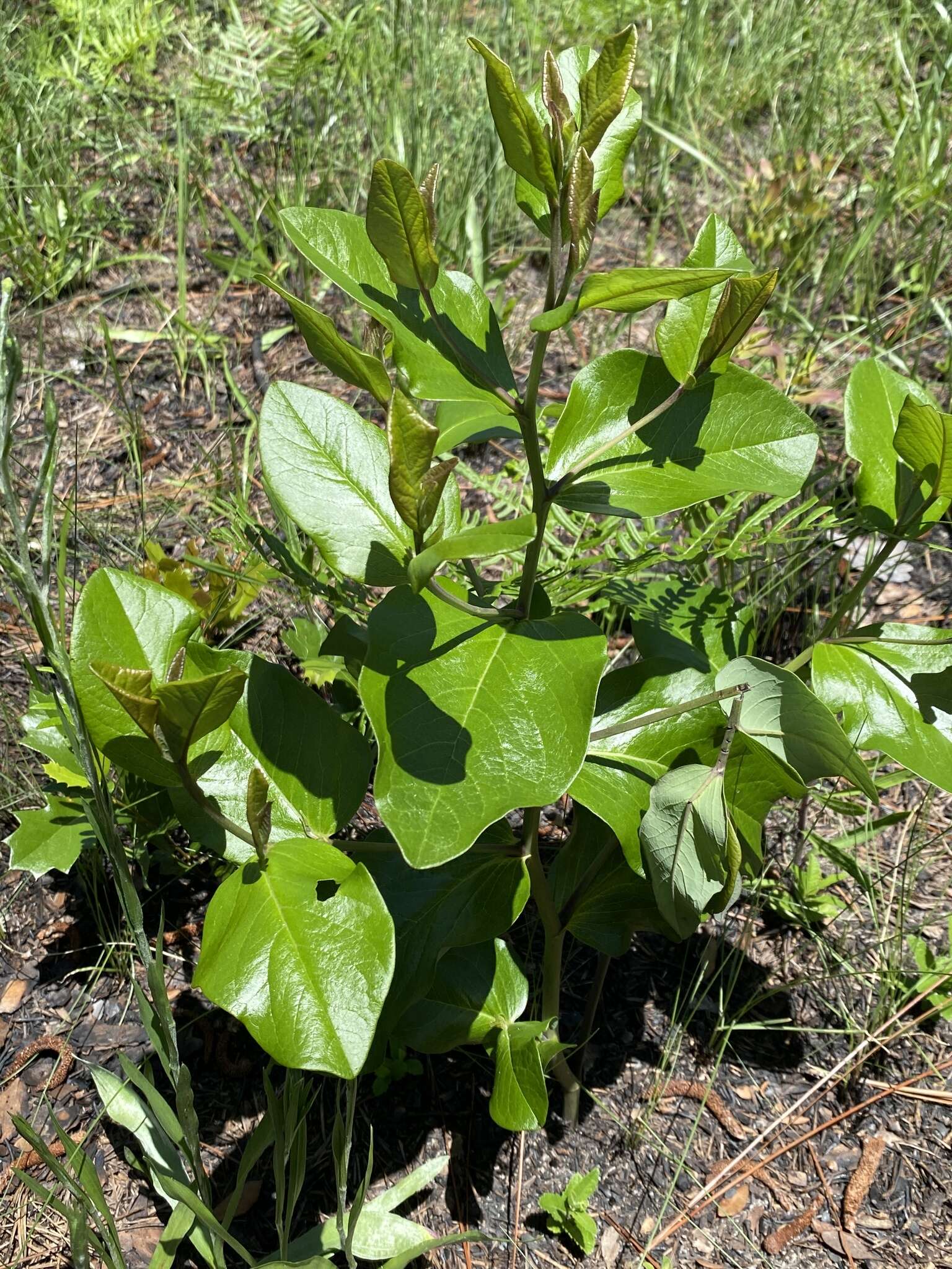 Слика од Baptisia simplicifolia Croom