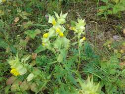 Image of late-flowering yellow rattle