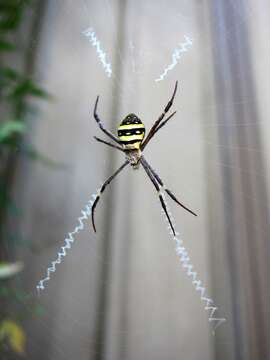 Imagem de Argiope keyserlingi Karsch 1878