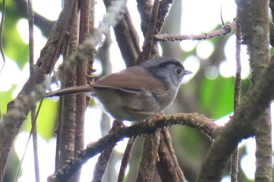 Image of Mountain Fulvetta