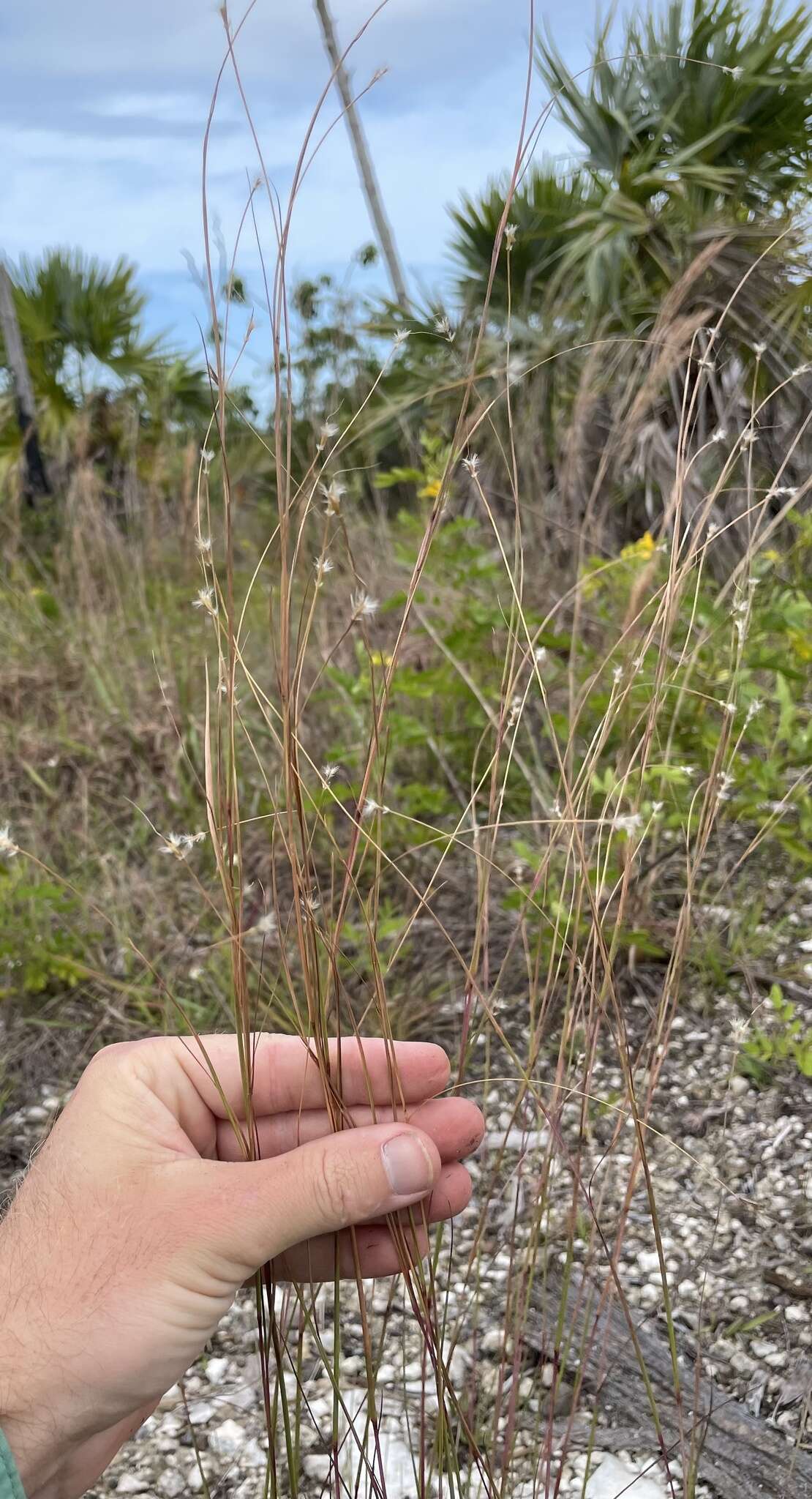 Imagem de Andropogon miamiensis