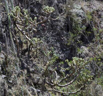 Image of cane cactus