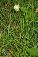 Image of Centaurea dichroantha A. Kerner