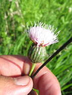 Image of Klasea lycopifolia (Vill.) A. & D. Löve