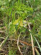 Image of Euphorbia pterococca Brot.