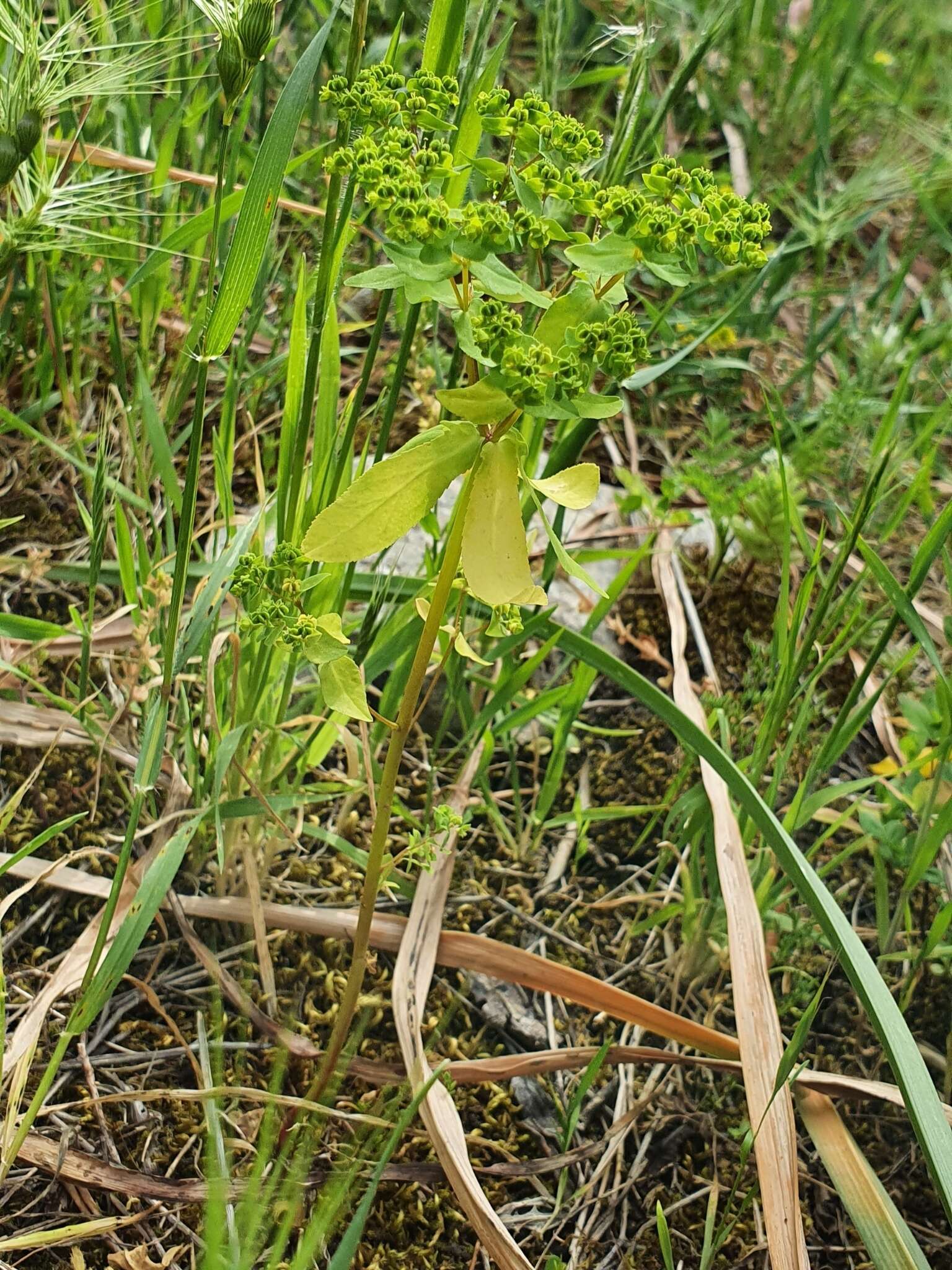 Euphorbia pterococca Brot. resmi