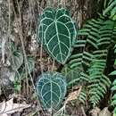 Imagem de Anthurium crystallinum Linden & André