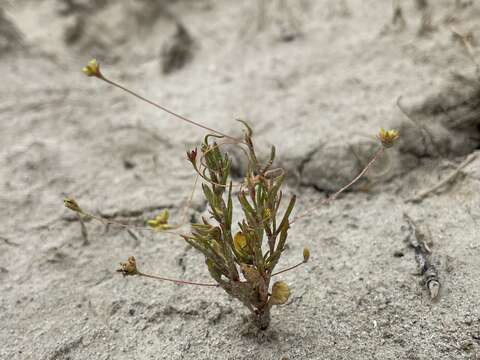 Image of salty buckwheat