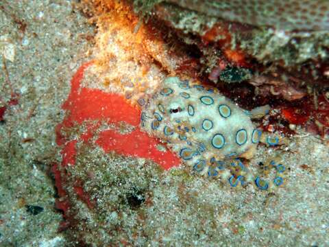 Image of Greater Blue-ringed Octopus
