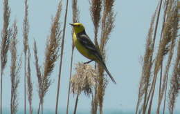 Image of Citrine Wagtail