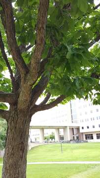 Image of Basket Oak