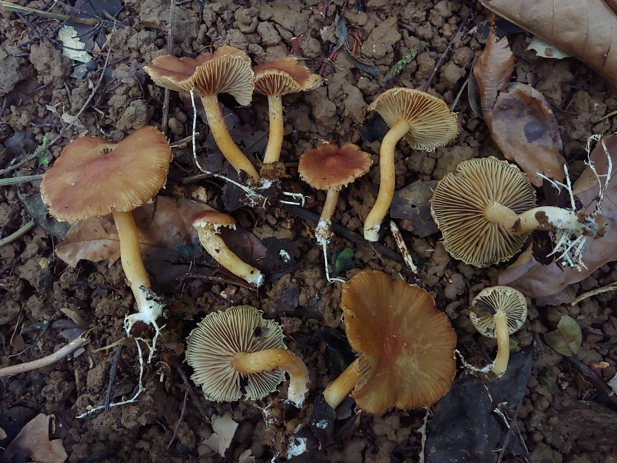 Imagem de <i>Stropharia acanthostipitata</i>