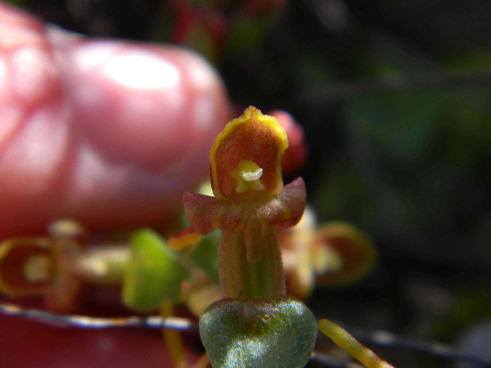 Satyrium pygmaeum Sond. resmi