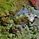 Image of False scorpionfish