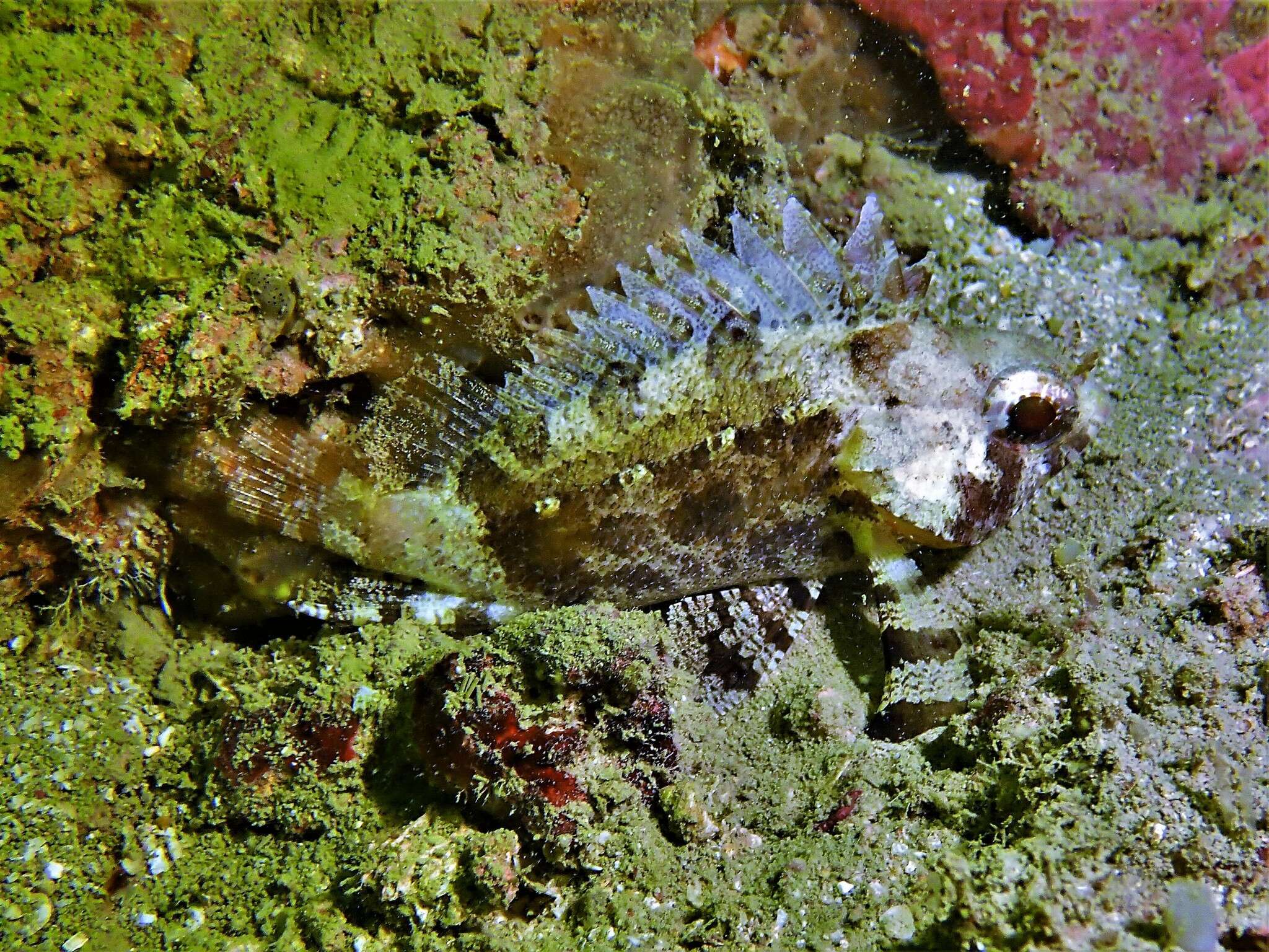 Image of false scorpionfishes