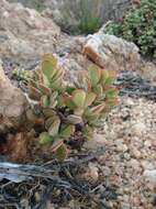 Image of Crassula atropurpurea var. watermeyeri (Compton) Tölken