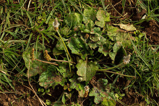 Image of Plantago palmata Hook. fil.