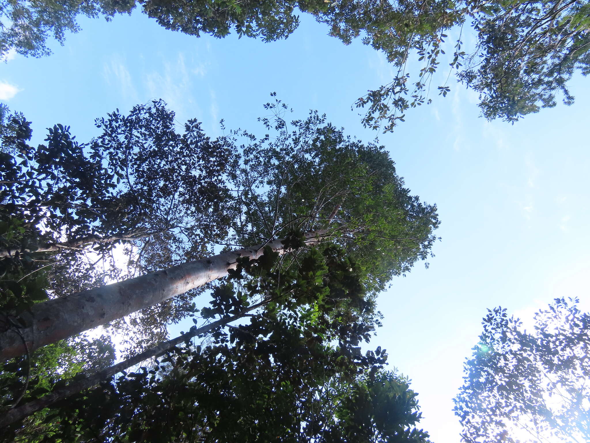 Image of Koghis Kauri