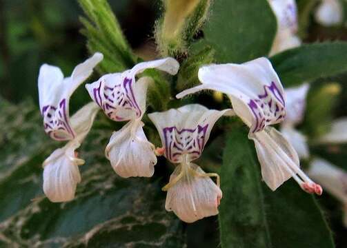 Image of White ribbon bush