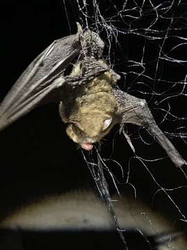 Image of Long-legged Myotis