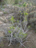 Image of Bridgesia incisifolia Bert. ex Cambess.