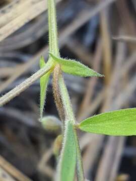 Lathyrus lanszwertii subsp. lanszwertii resmi