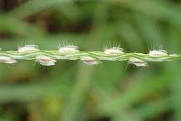 Image of Asian crabgrass