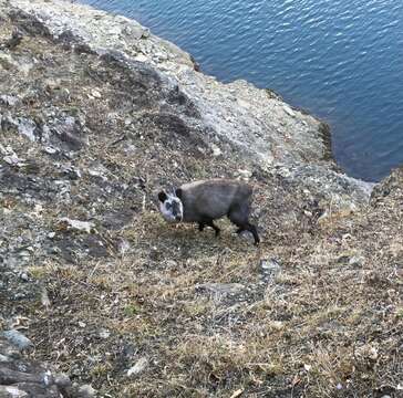 Image of Japanese Serow