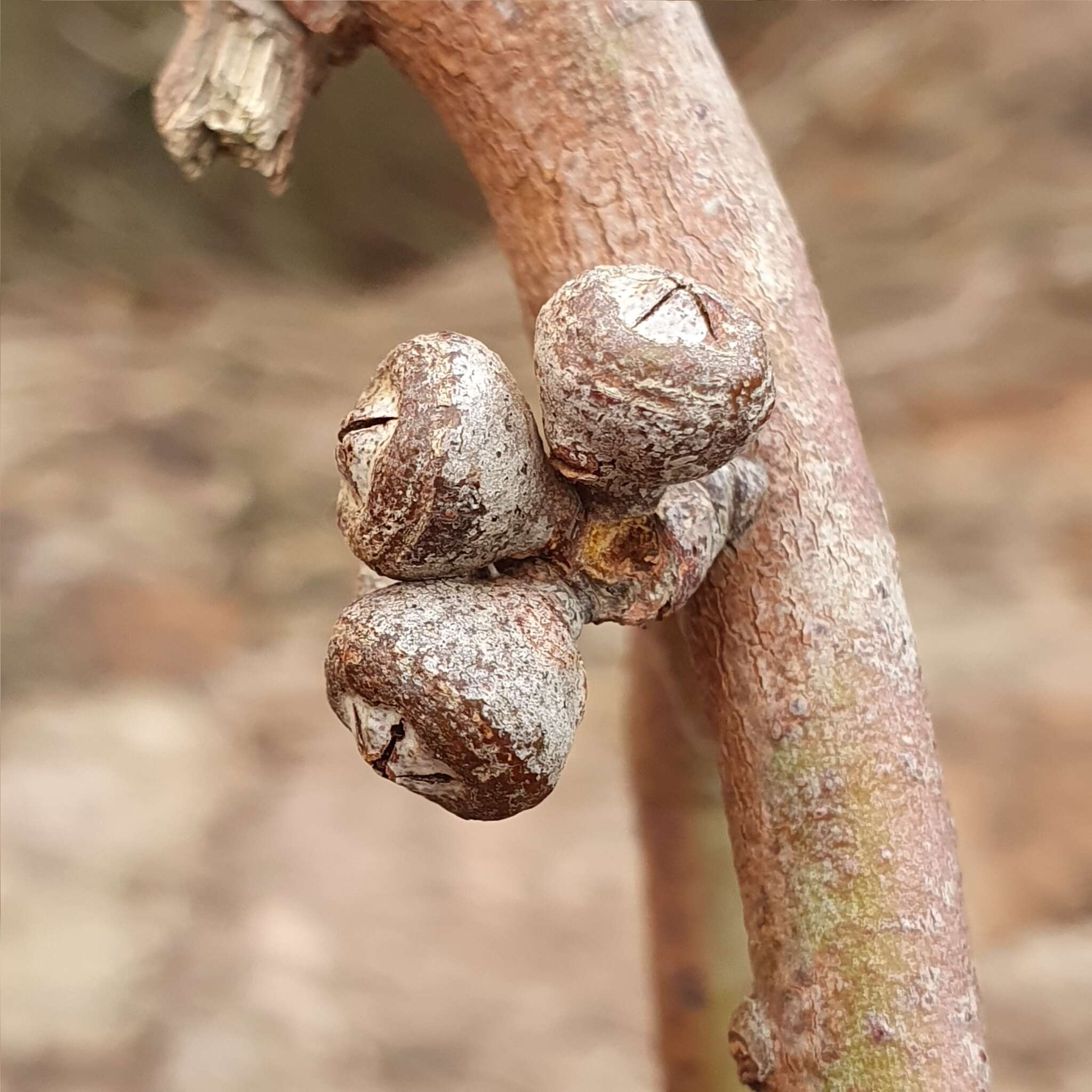 Image of gray gum