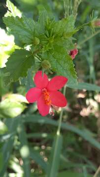 Hibiscus praeteritus R. A. Dyer的圖片