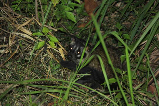 Image of Paradoxurus philippinensis