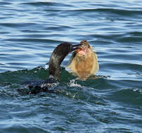 Image of Pacific sanddab