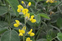 Image of Thermopsis lupinoides (L.) Link