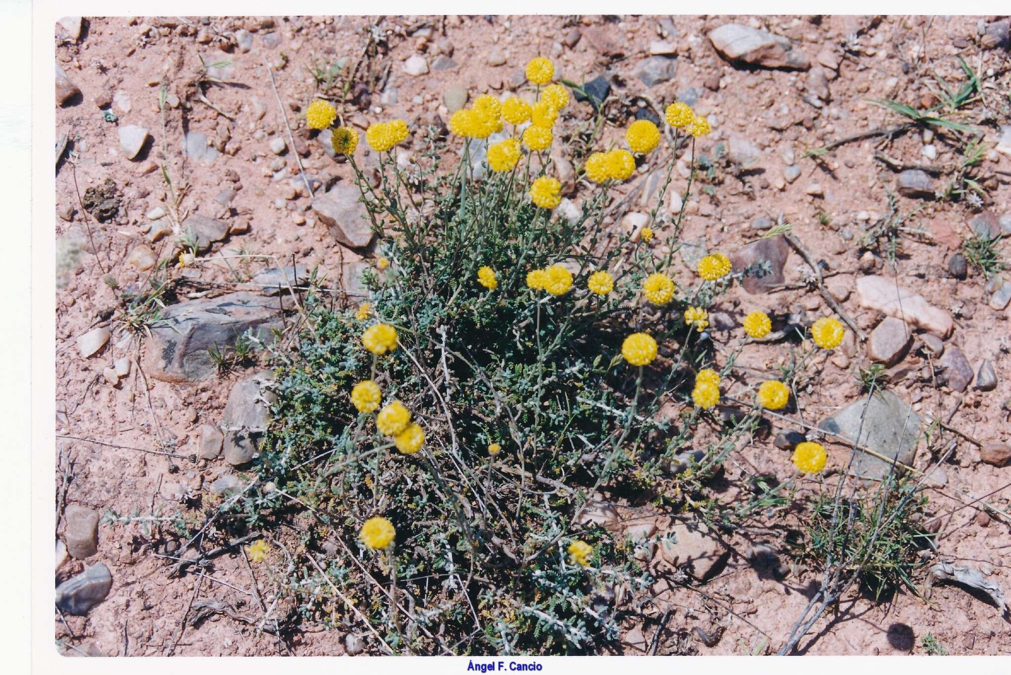 Image of lavender cotton