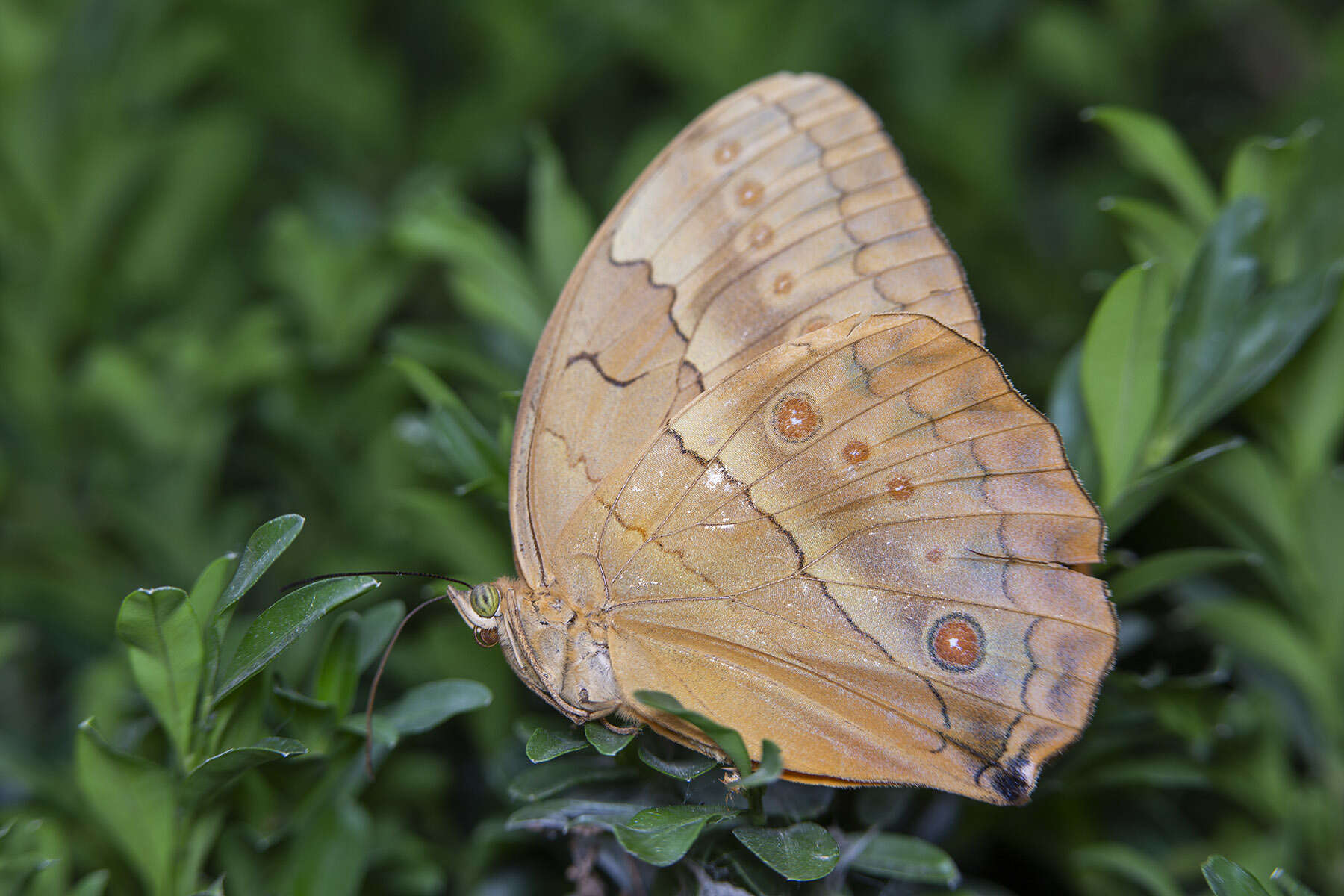 Image of Stichophthalma howqua Westwood 1851