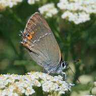 صورة Satyrium acaciae (Fabricius 1787)