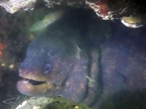 Image of False spotted moray