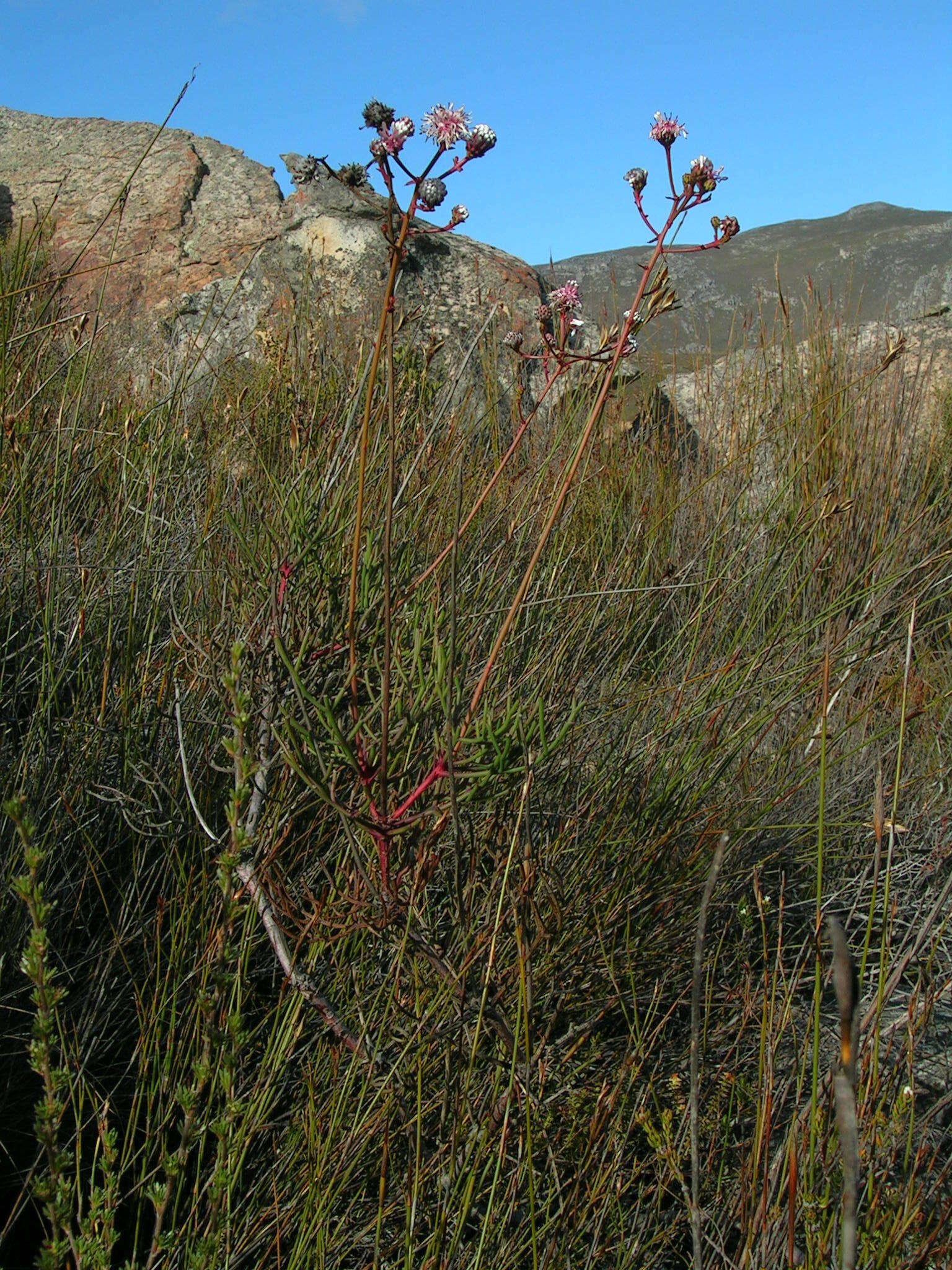 Image of Serruria williamsii J. P. Rourke