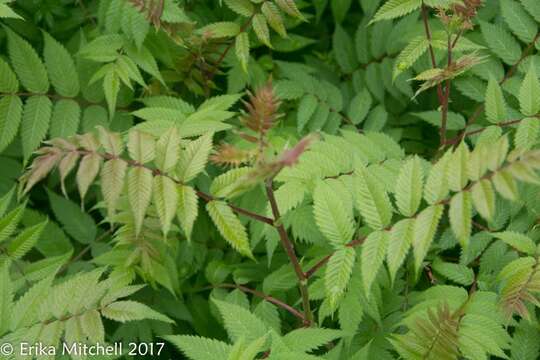 Image of false spiraea