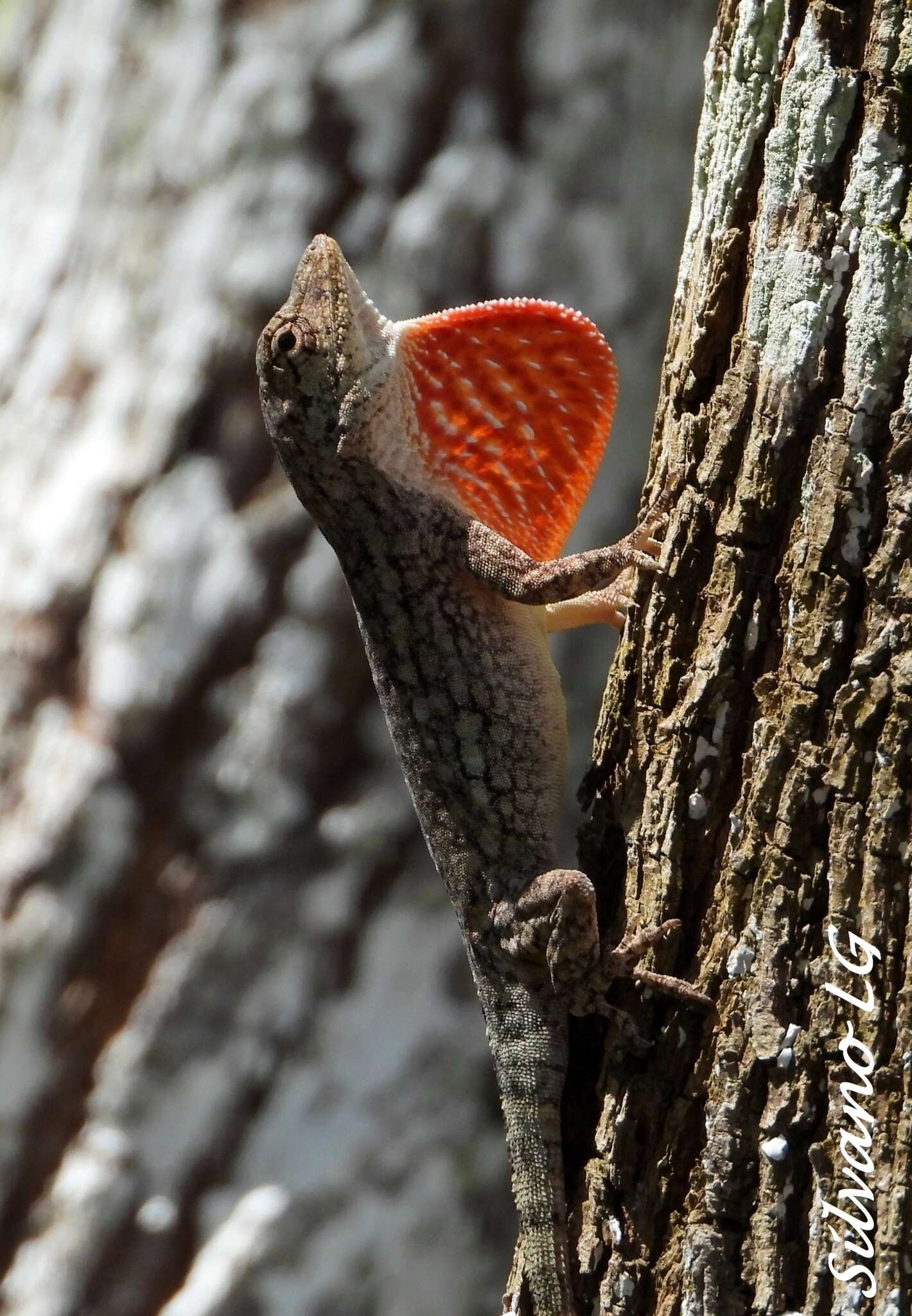 Image of Becker’s Anole