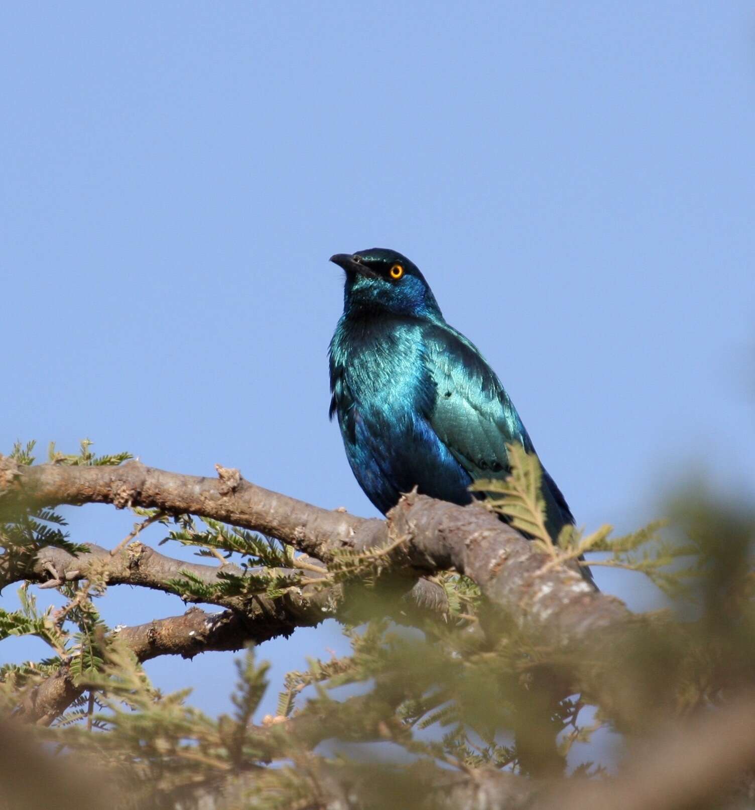 Imagem de Lamprotornis chalybaeus Hemprich & Ehrenberg 1828