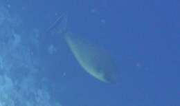 Image of Black Unicornfish