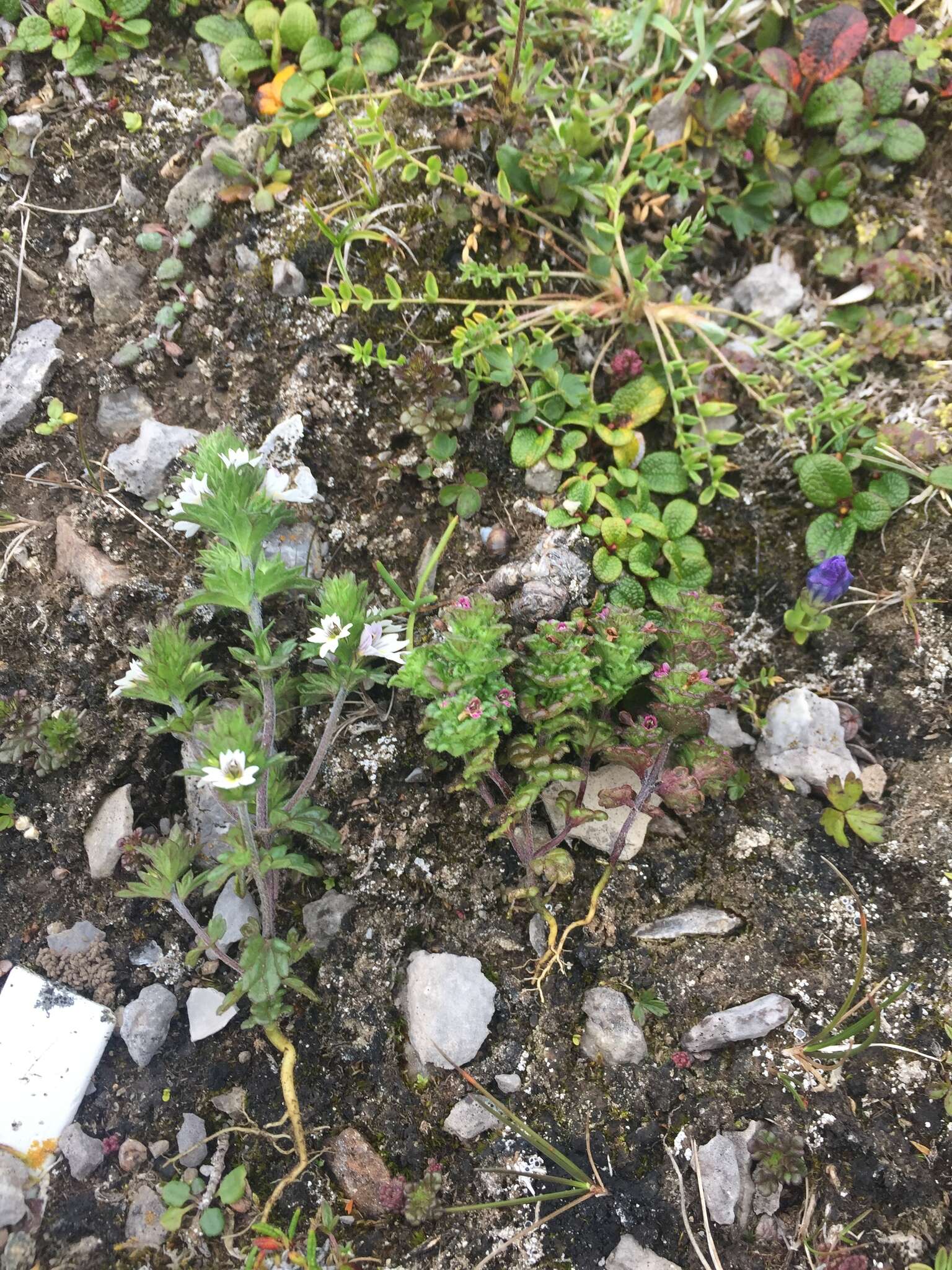 Image of Small Eyebright