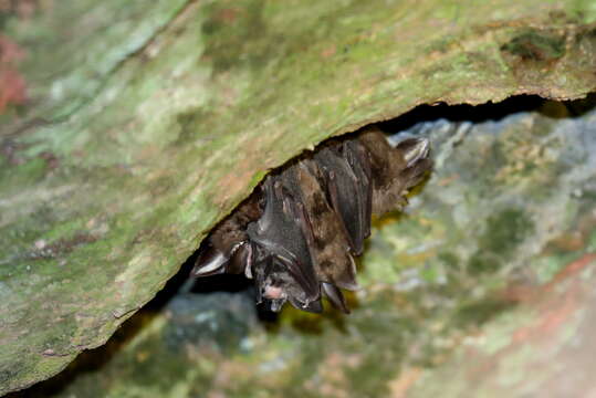 Image of Ruwenzori Horseshoe Bat