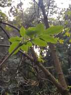 Слика од Sambucus palmensis Link