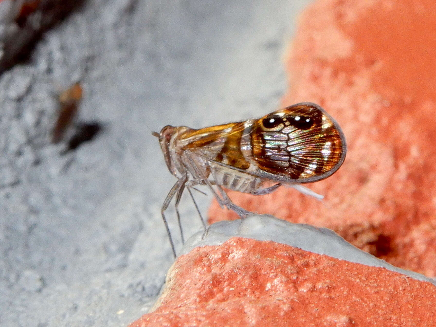 Imagem de Brixia albomaculata Distant 1906