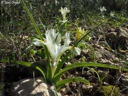 Iris palaestina (Baker) Barbey的圖片