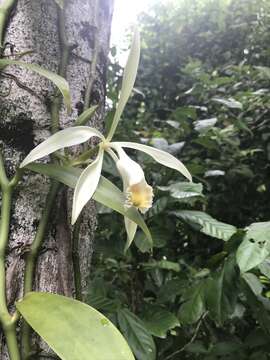 Image of Vanilla trigonocarpa Hoehne